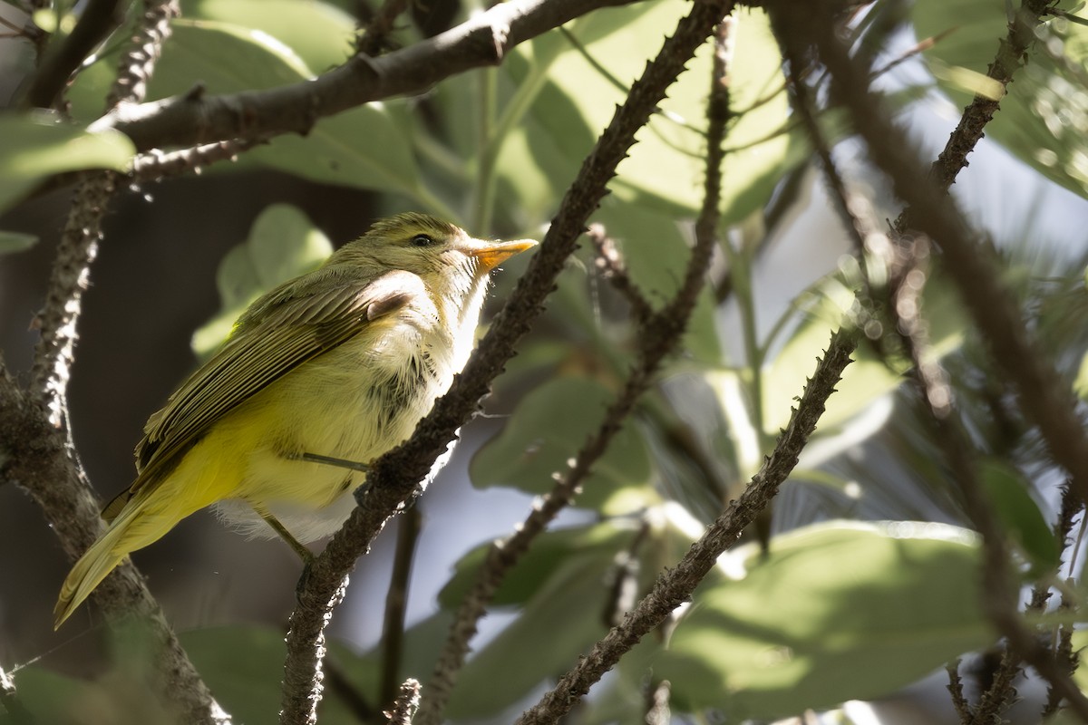 Warbling Vireo - ML620084990