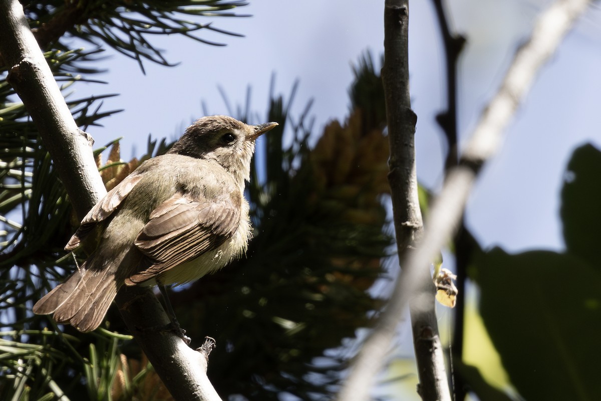 Sängervireo - ML620084991