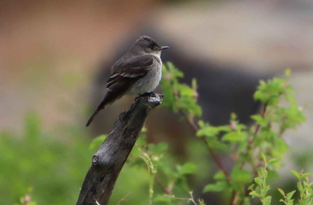 Western Wood-Pewee - ML620084997