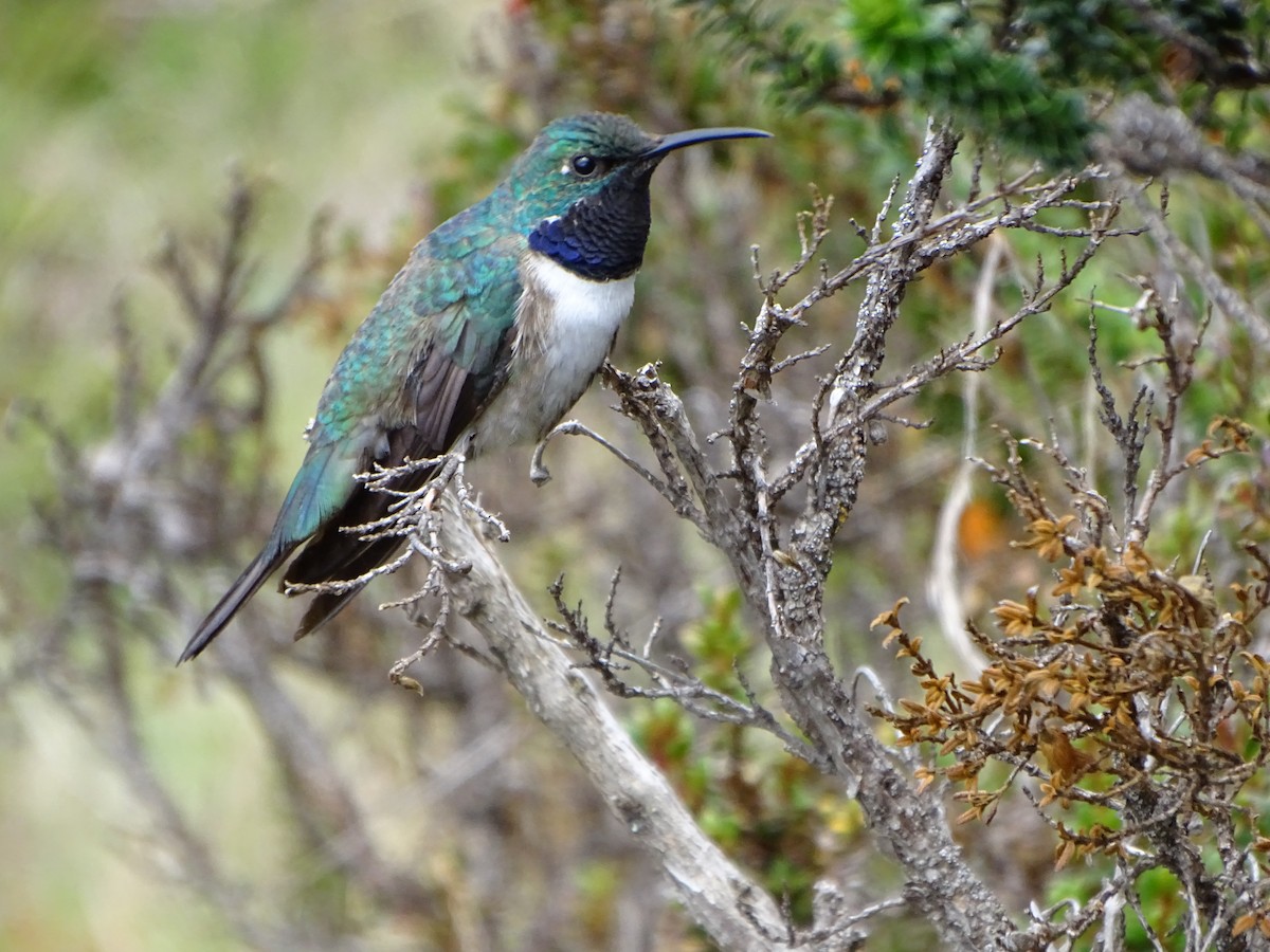 Blue-throated Hillstar - ML620085003