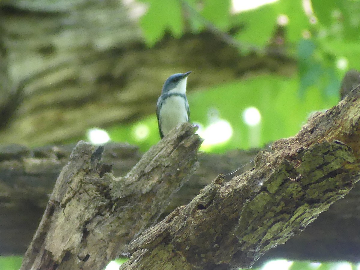 Cerulean Warbler - ML620085008