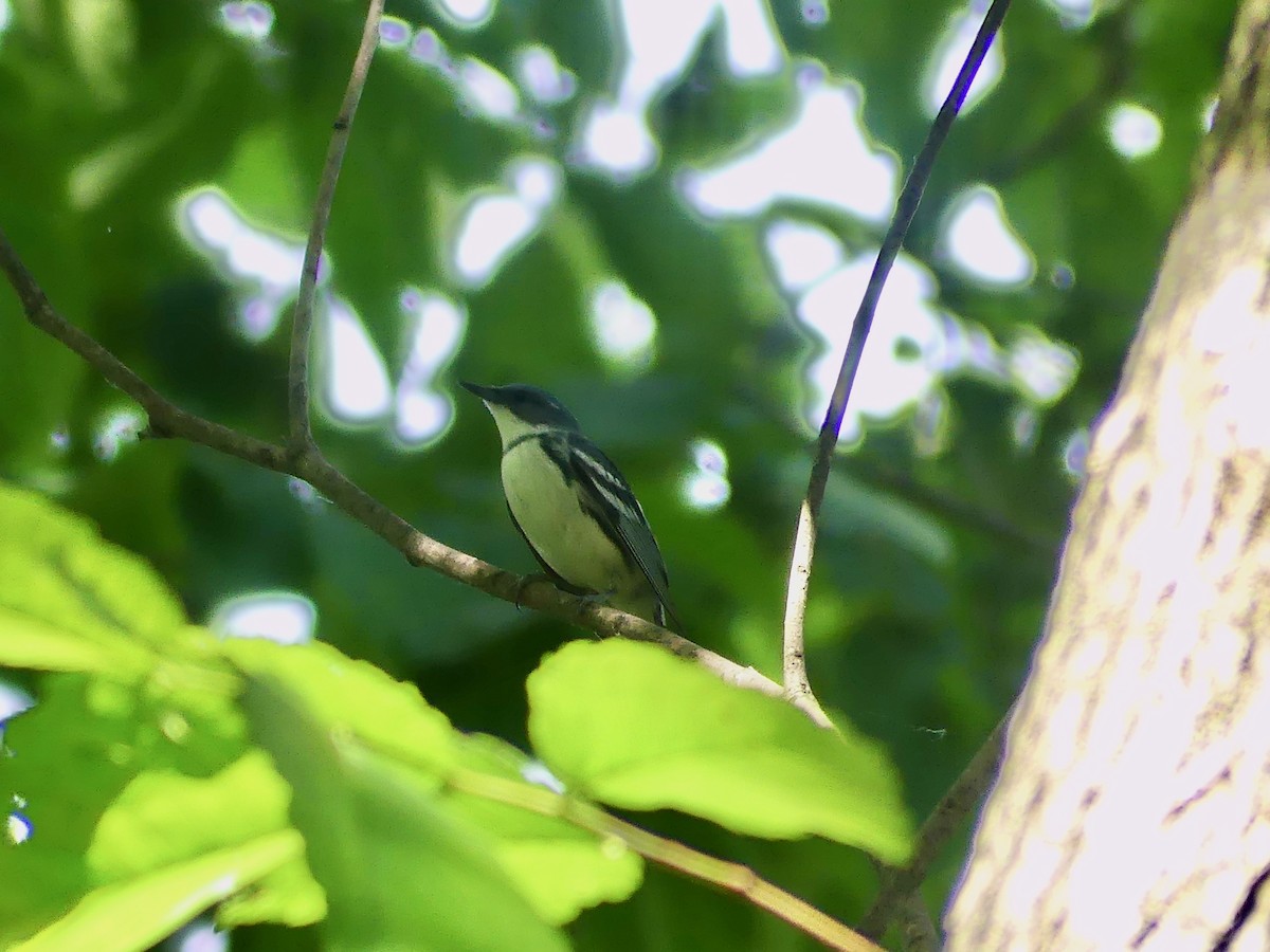 Cerulean Warbler - ML620085009