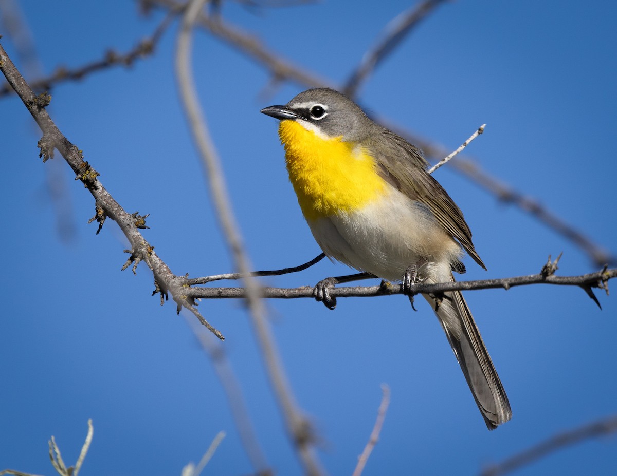Yellow-breasted Chat - ML620085012
