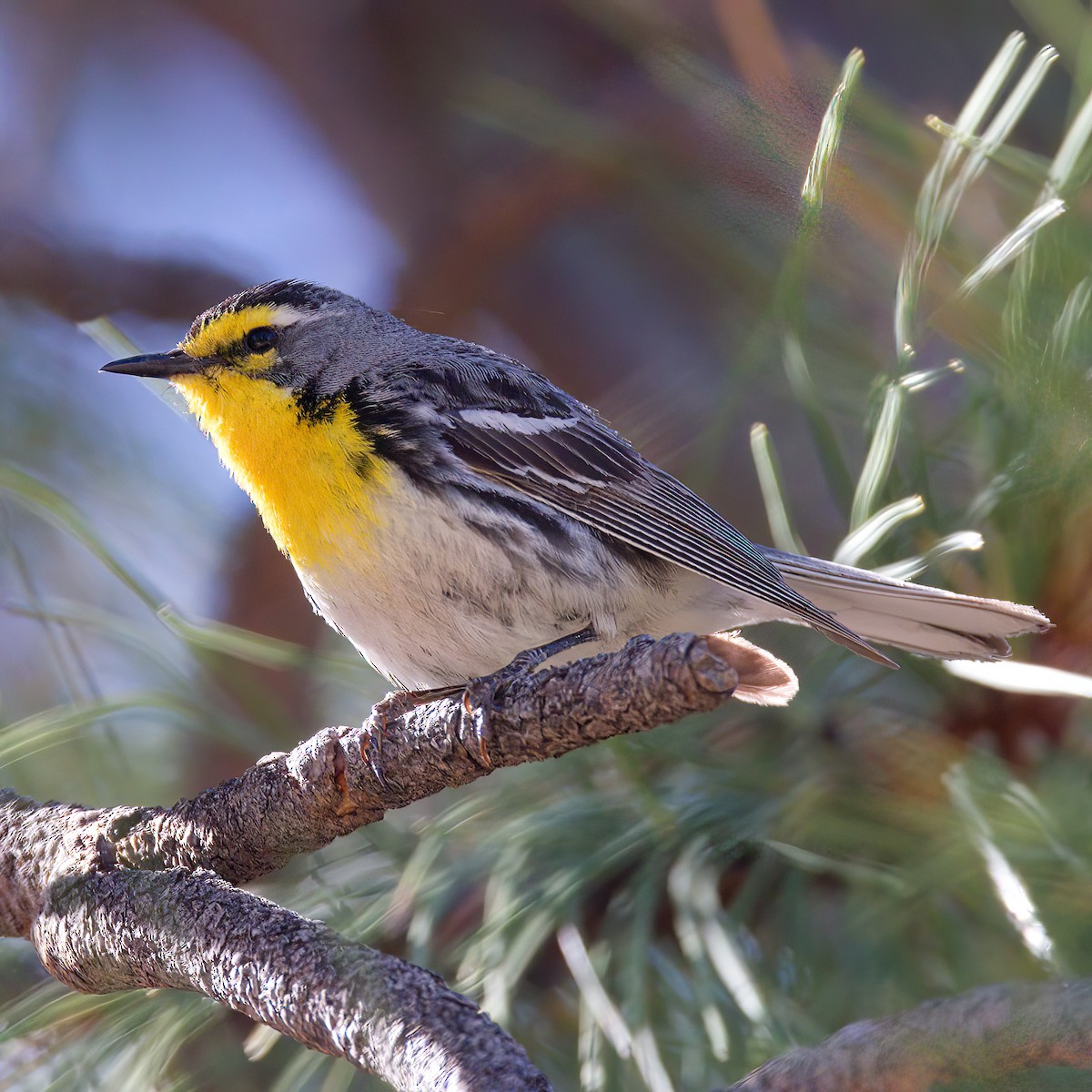 Grace's Warbler - ML620085023