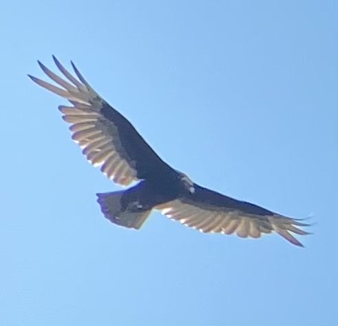 Turkey Vulture - ML620085029