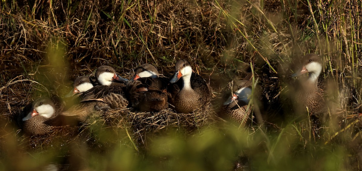 White-cheeked Pintail - ML620085054