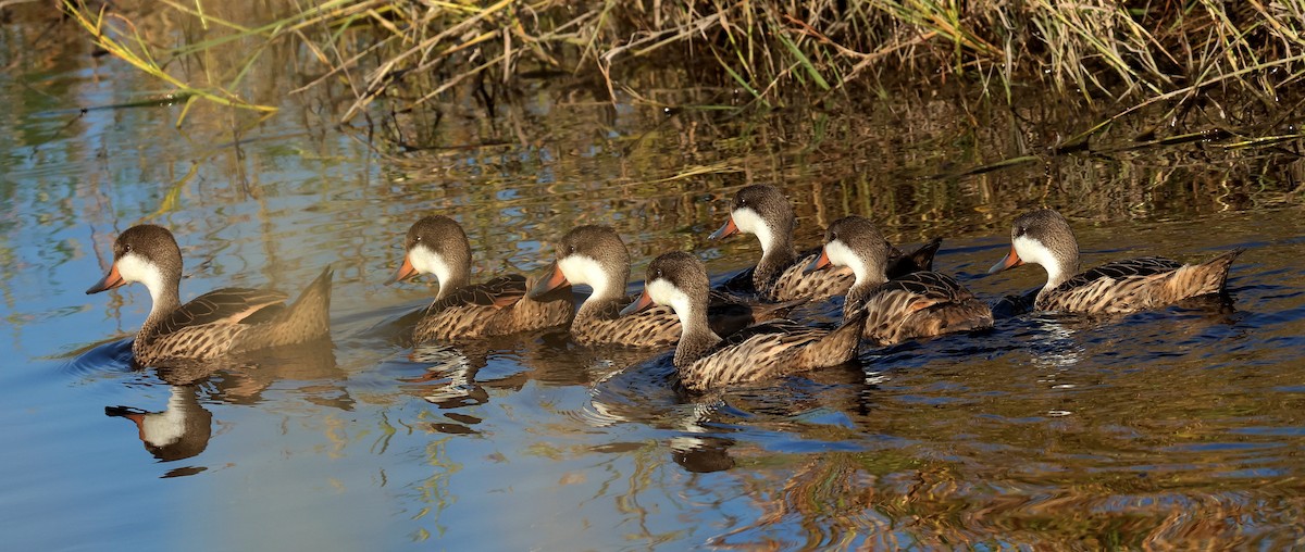 White-cheeked Pintail - ML620085076