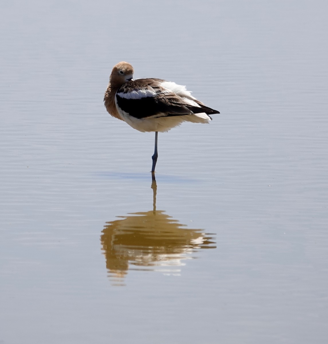 Avocette d'Amérique - ML620085104