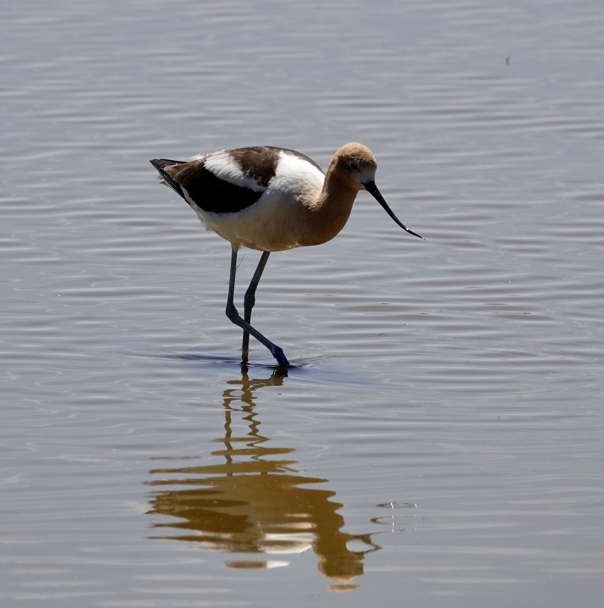 Avocette d'Amérique - ML620085105