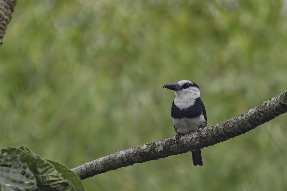 White-necked Puffbird - ML620085111