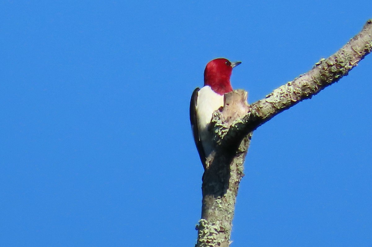 Red-headed Woodpecker - Peter & Jane Wolfe