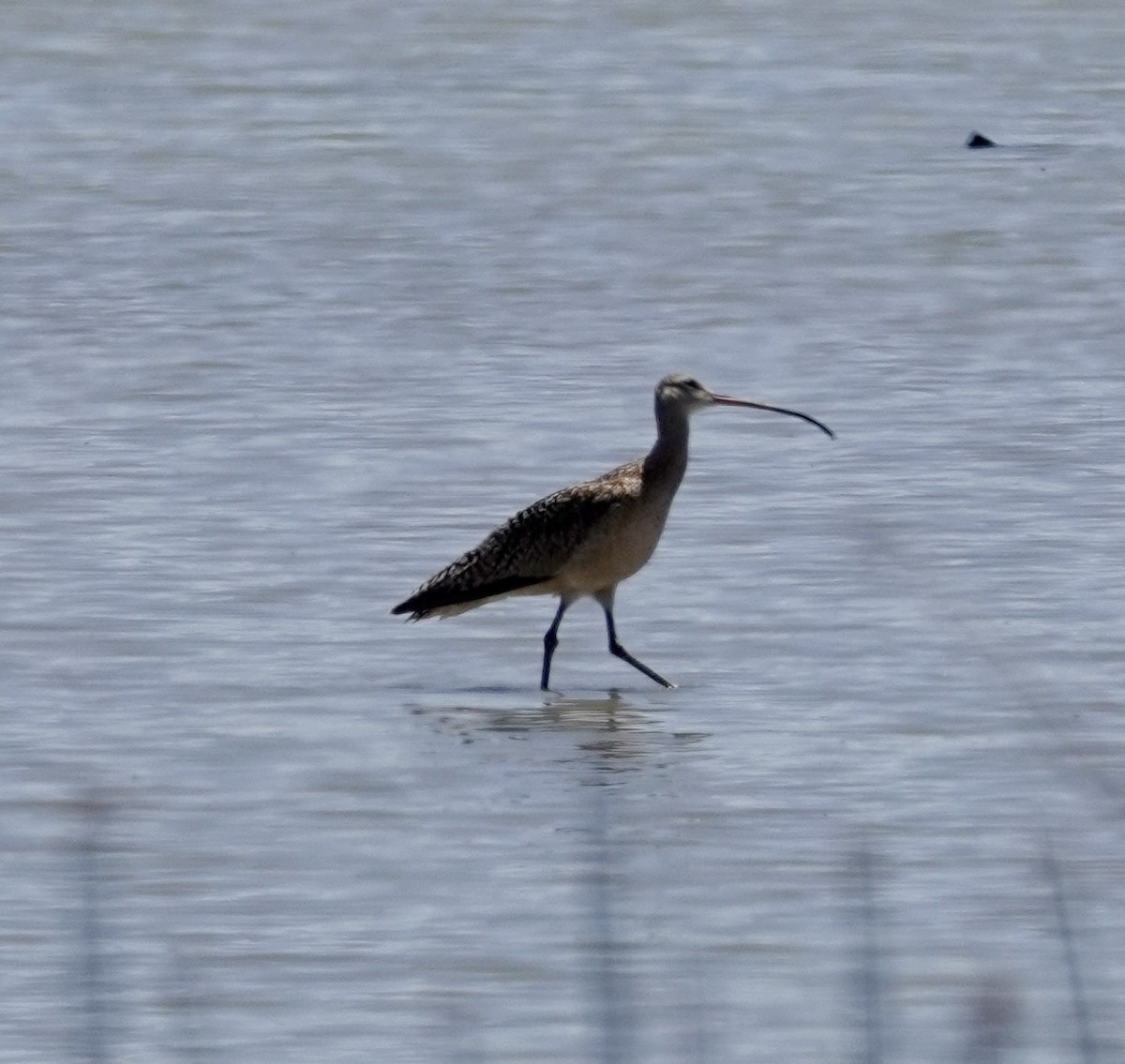 Long-billed Curlew - Jill Punches