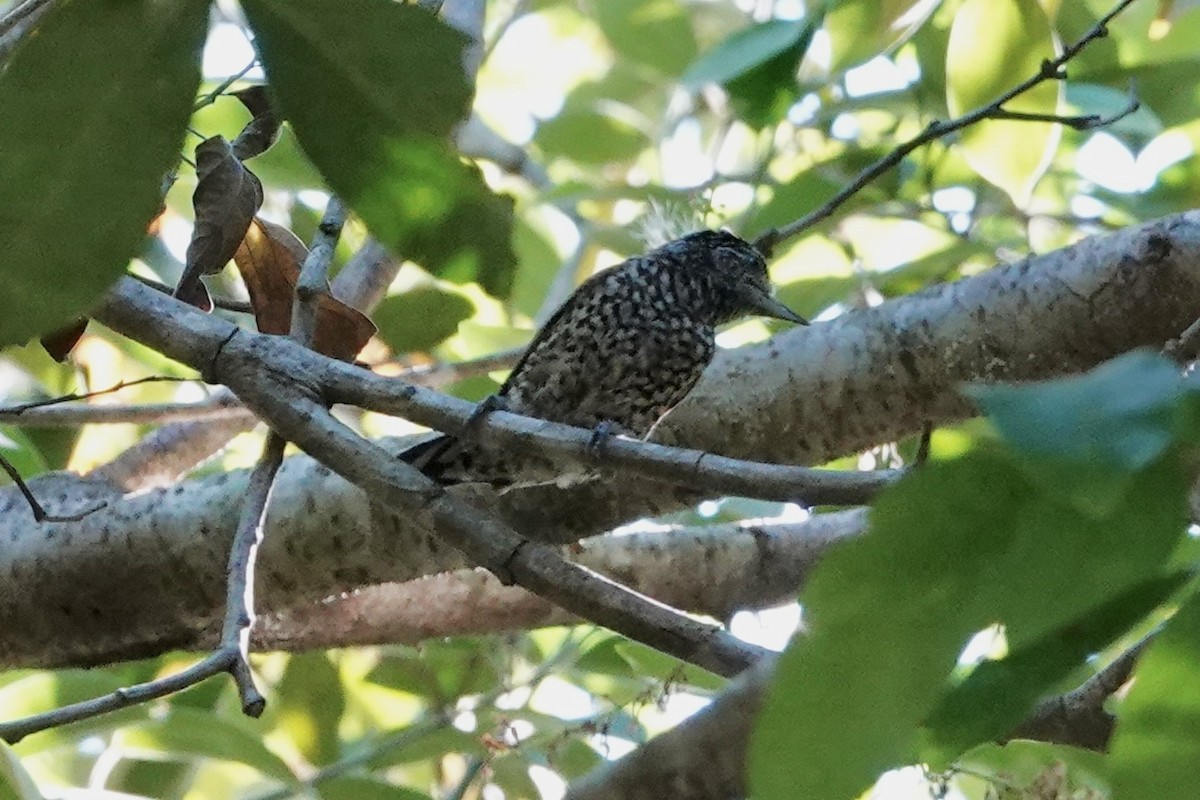 White-wedged Piculet - ML620085137