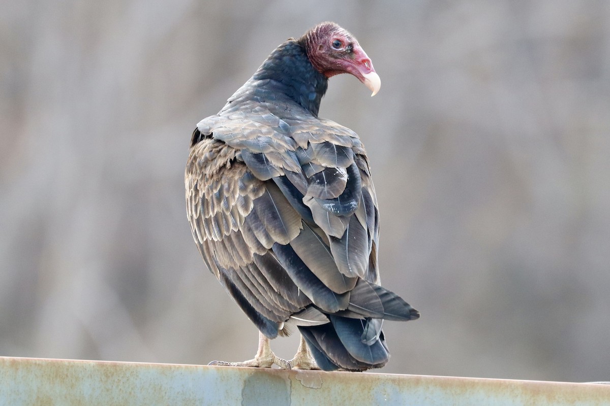 Turkey Vulture - ML620085158