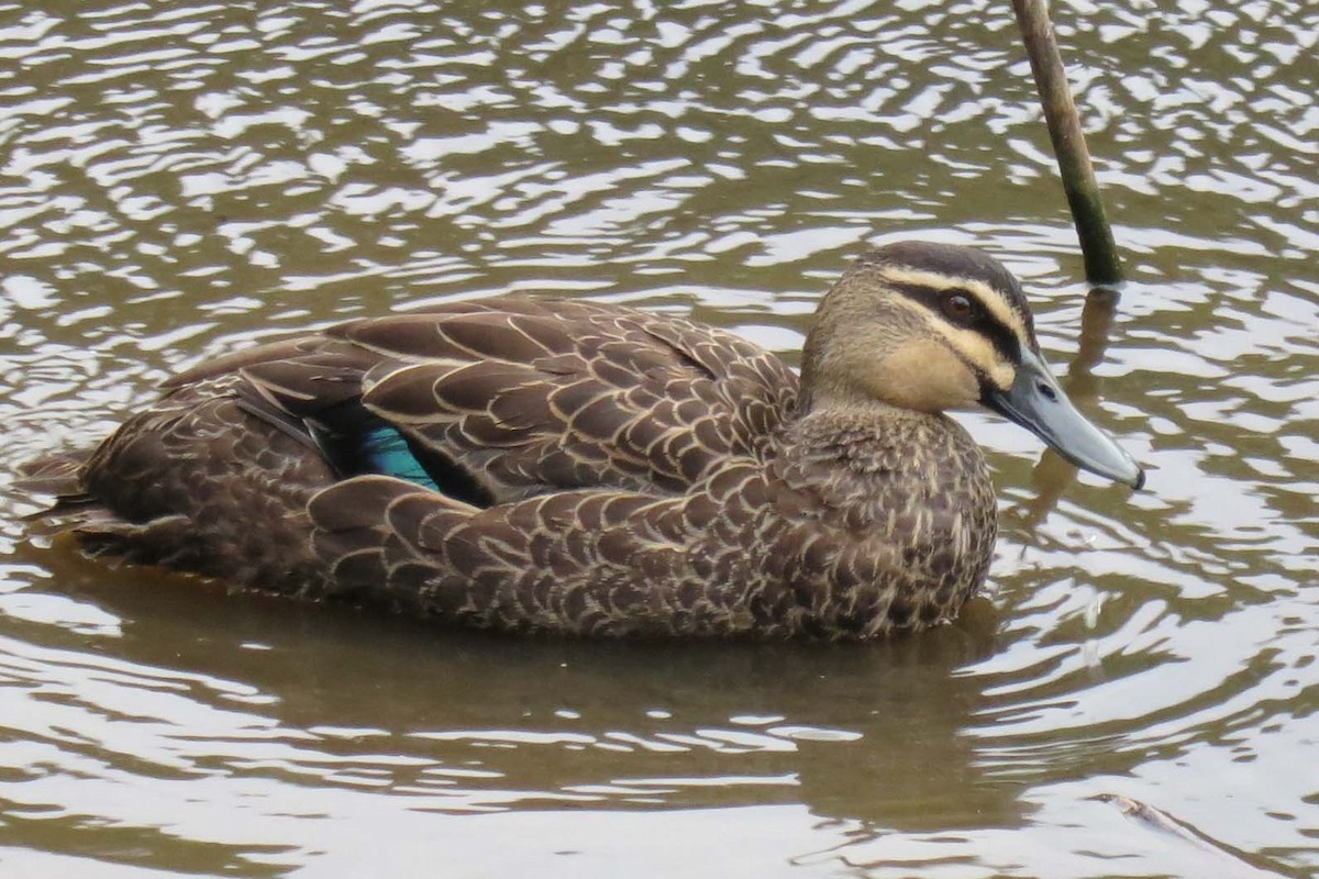 Pacific Black Duck - ML620085169