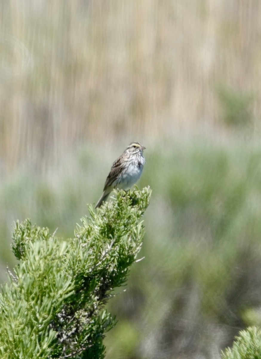 Savannah Sparrow - ML620085171