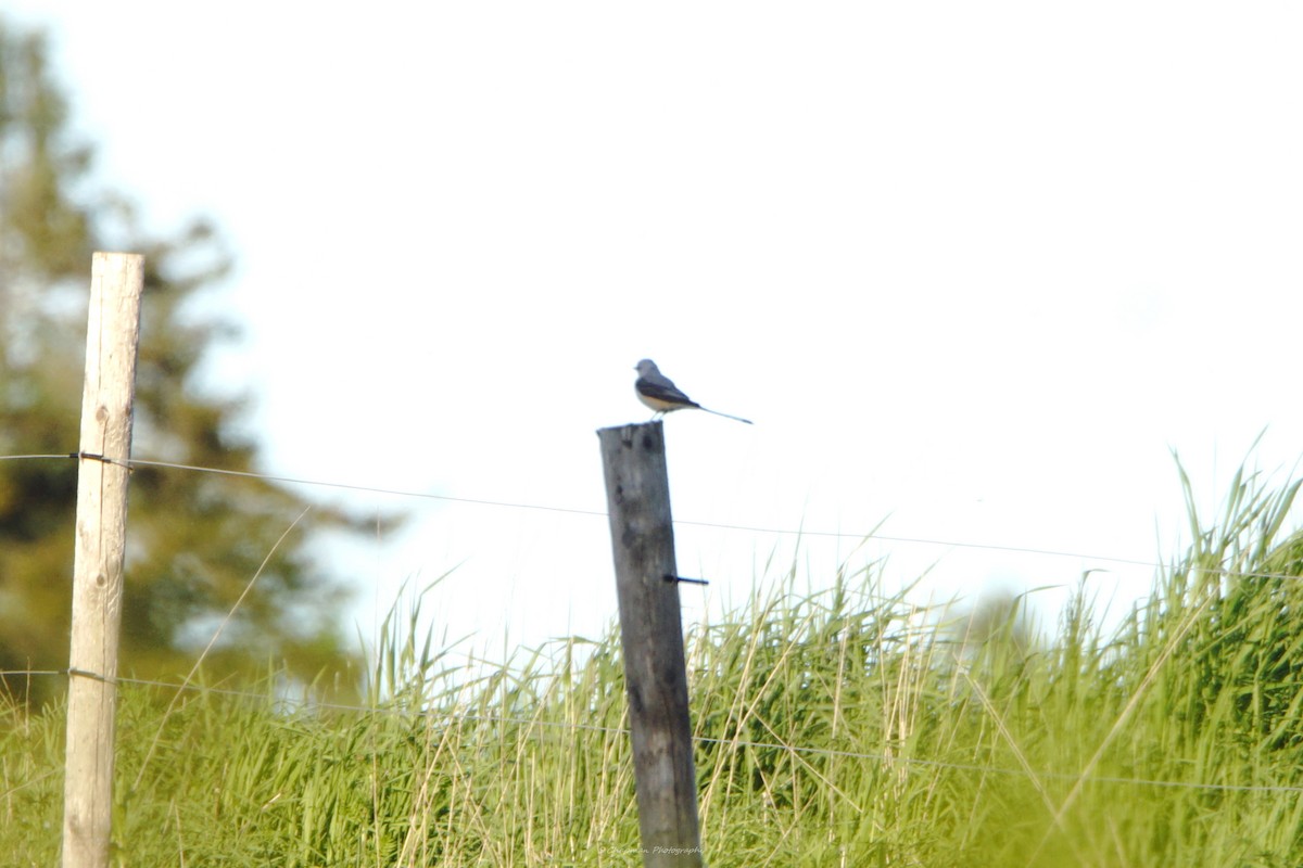 Scherenschwanz-Königstyrann - ML620085180