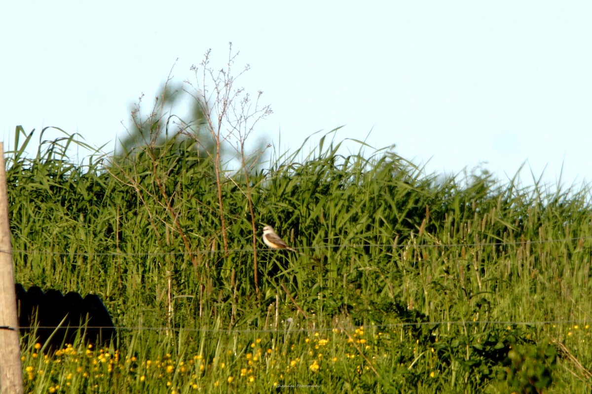 Scherenschwanz-Königstyrann - ML620085184