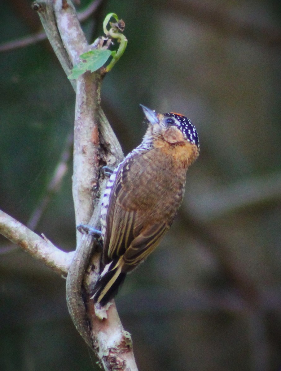Ochre-collared Piculet - ML620085211