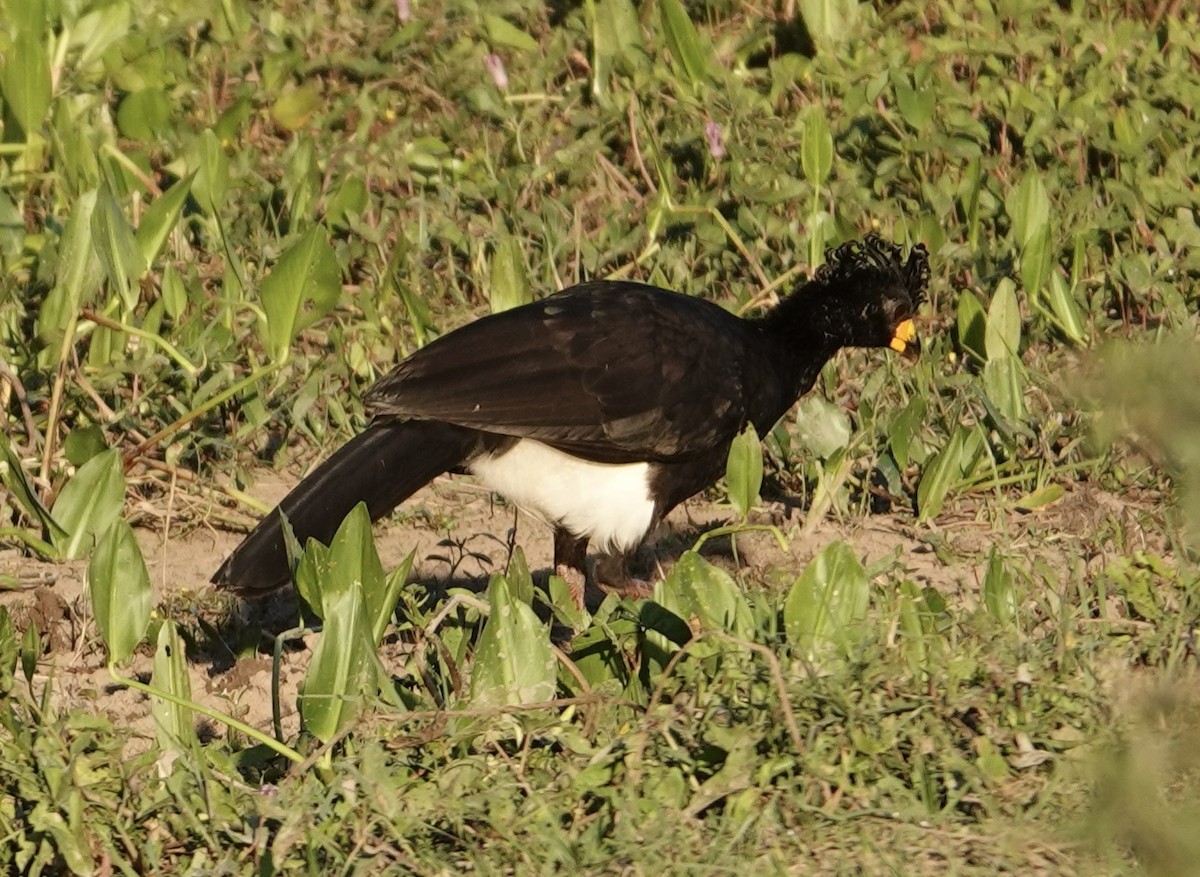 Bare-faced Curassow - ML620085217