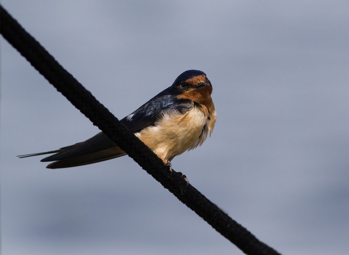 Barn Swallow - ML620085218