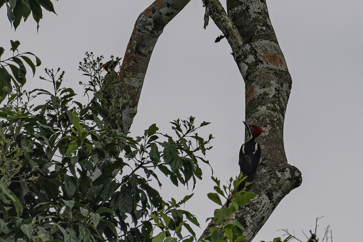 Lineated Woodpecker - ML620085224