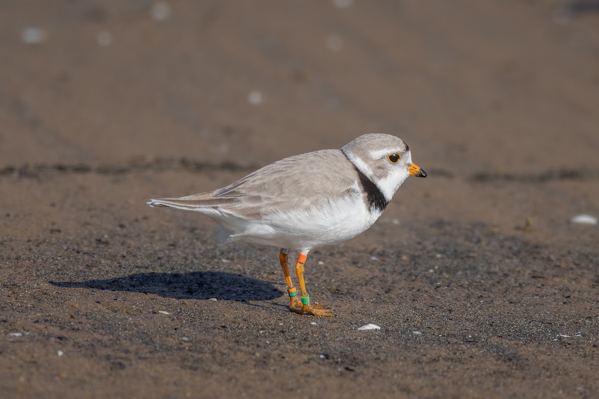 Piping Plover - ML620085236