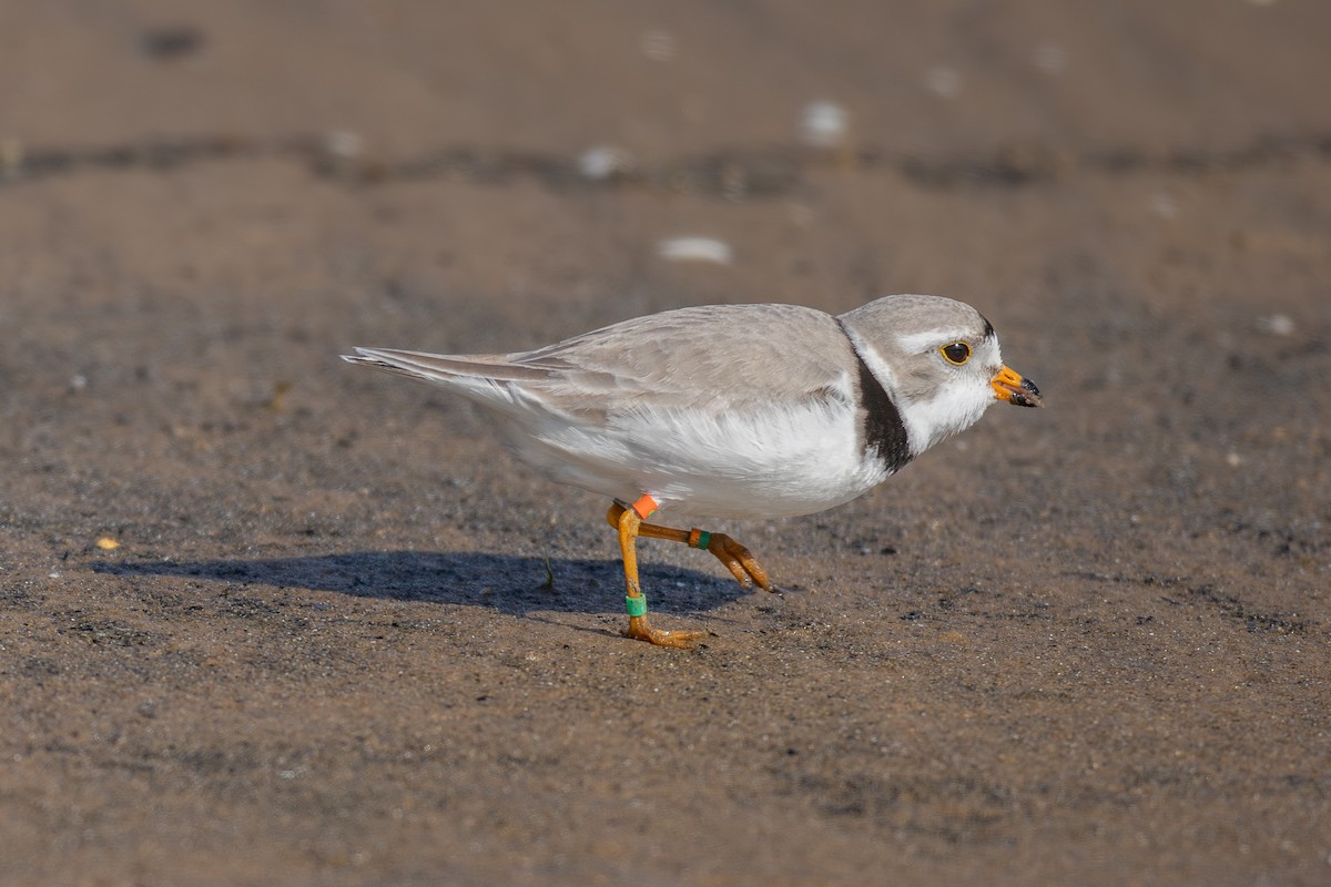Piping Plover - ML620085237