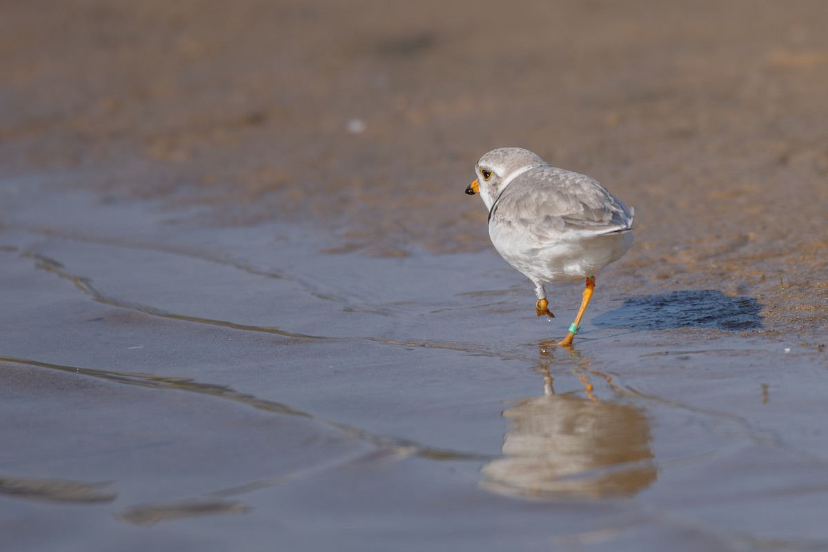 Piping Plover - ML620085238