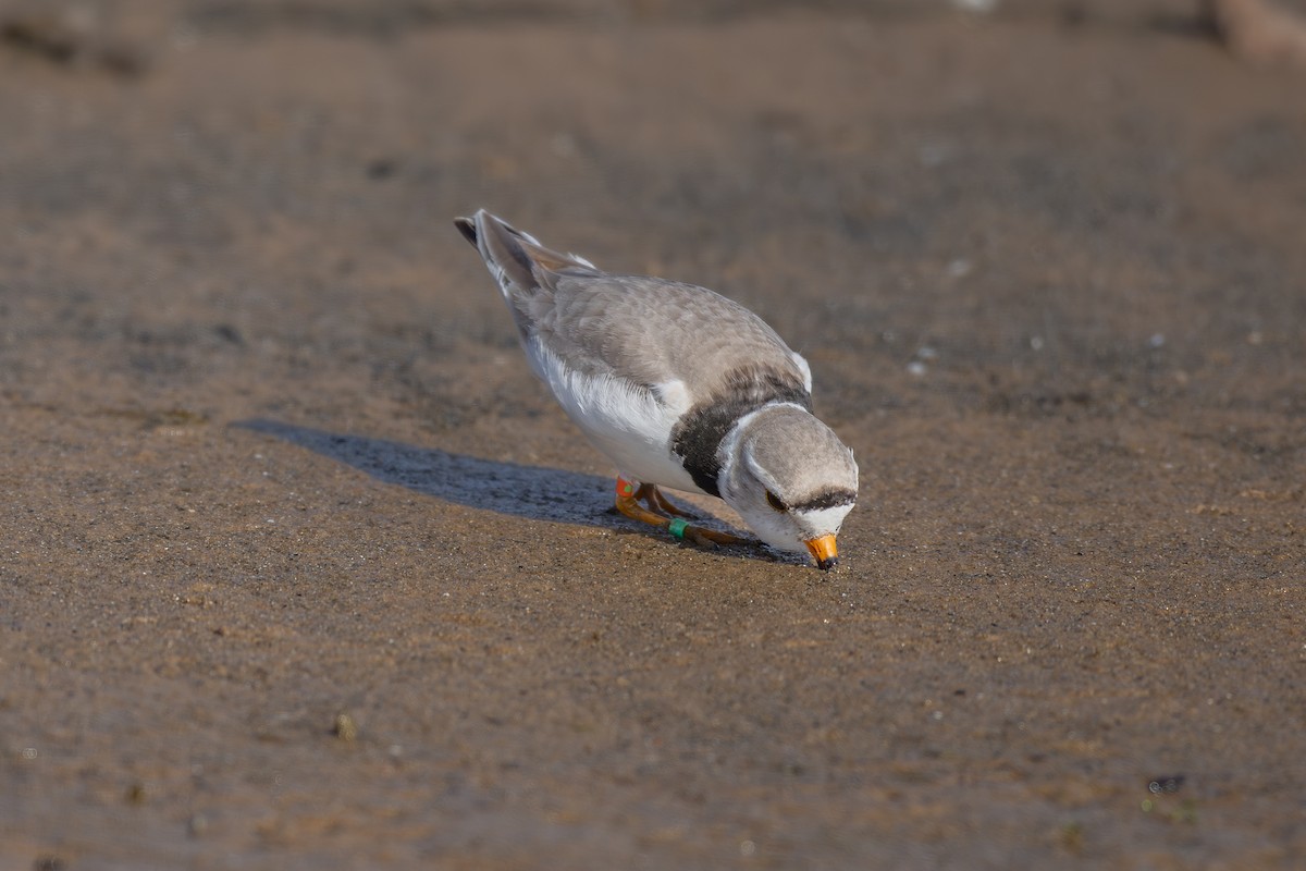 Piping Plover - ML620085241