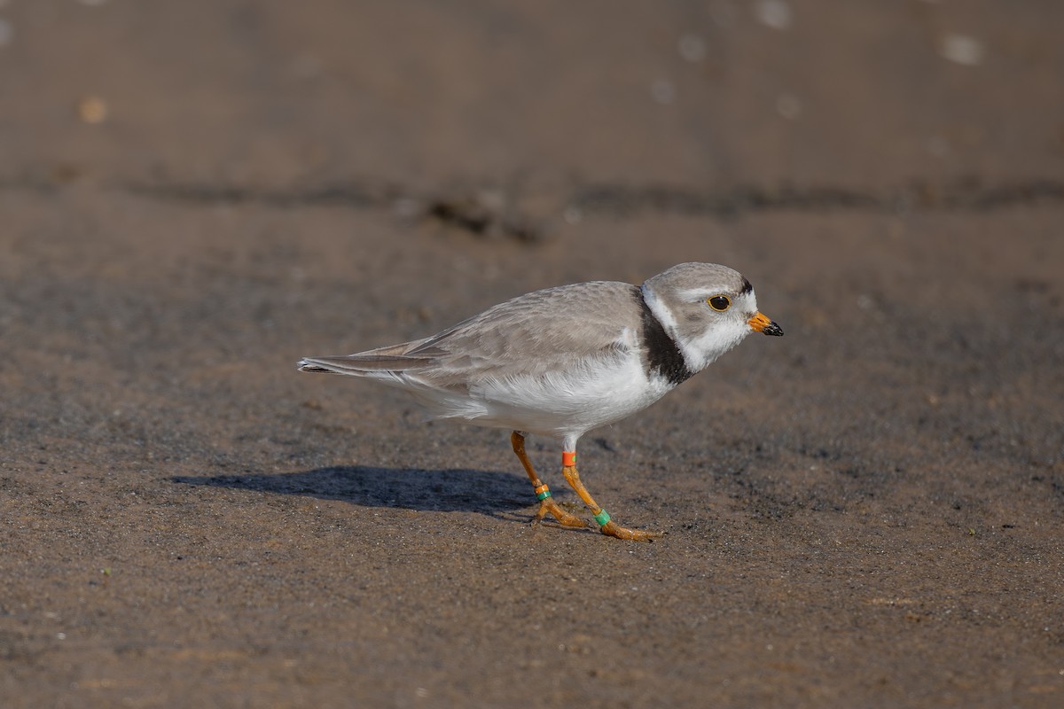 Piping Plover - ML620085242