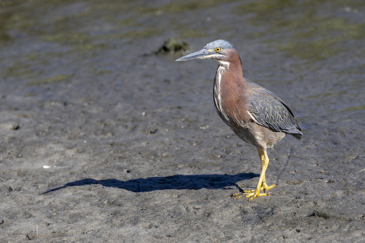 Green Heron - ML620085256