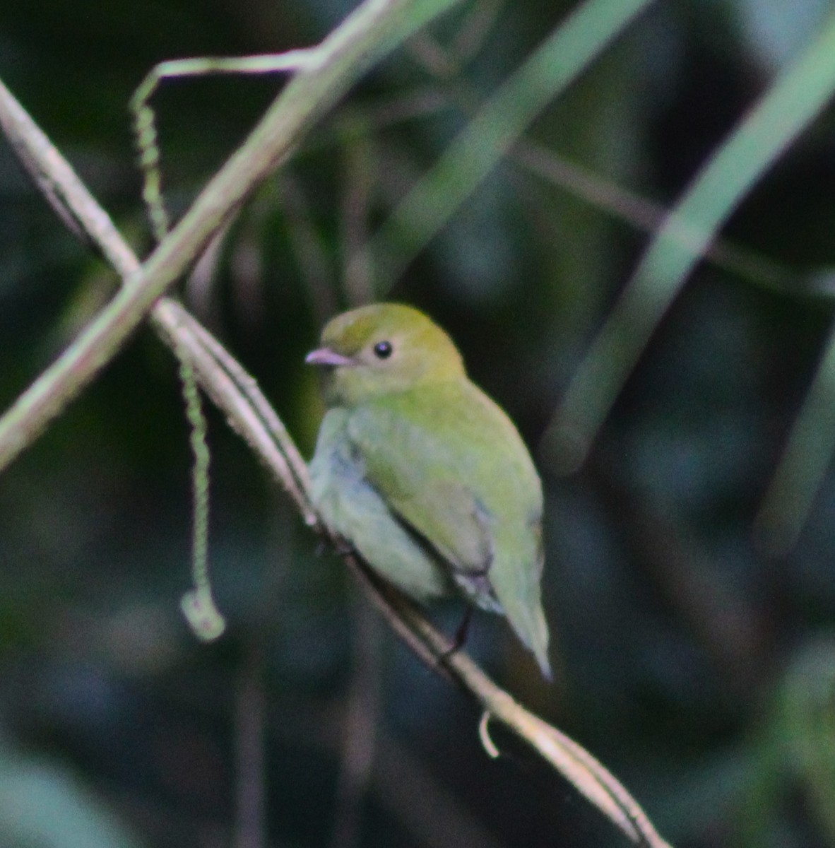 Kırlangıç Kuyruklu Manakin - ML620085259