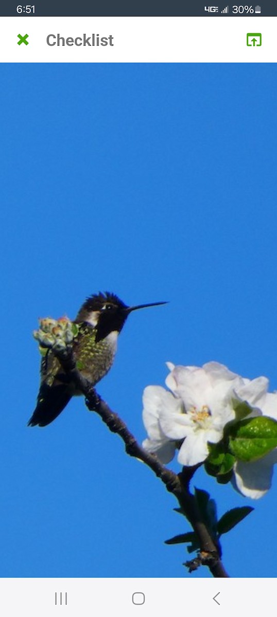 Costa's Hummingbird - Kathanne Lynch