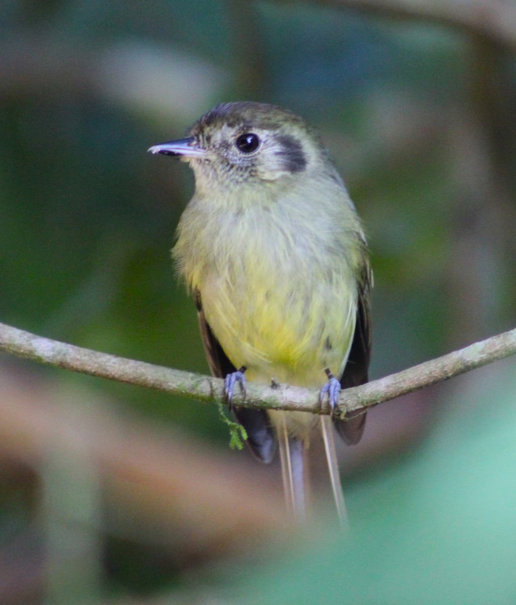 Sepia-capped Flycatcher - ML620085272