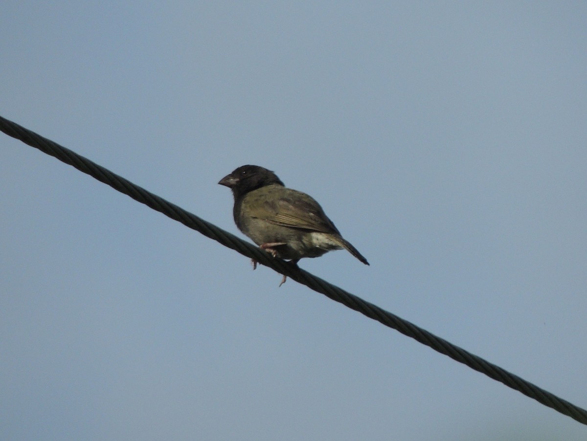 Black-faced Grassquit - ML620085290