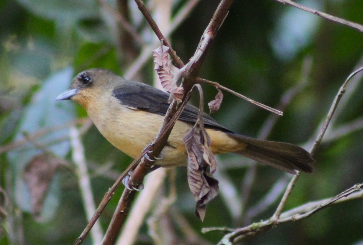 Black-goggled Tanager - ML620085297