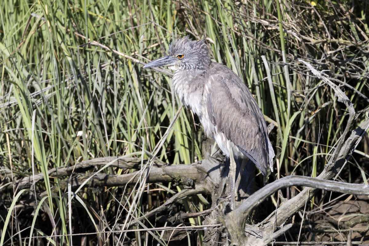 Yellow-crowned Night Heron - ML620085310