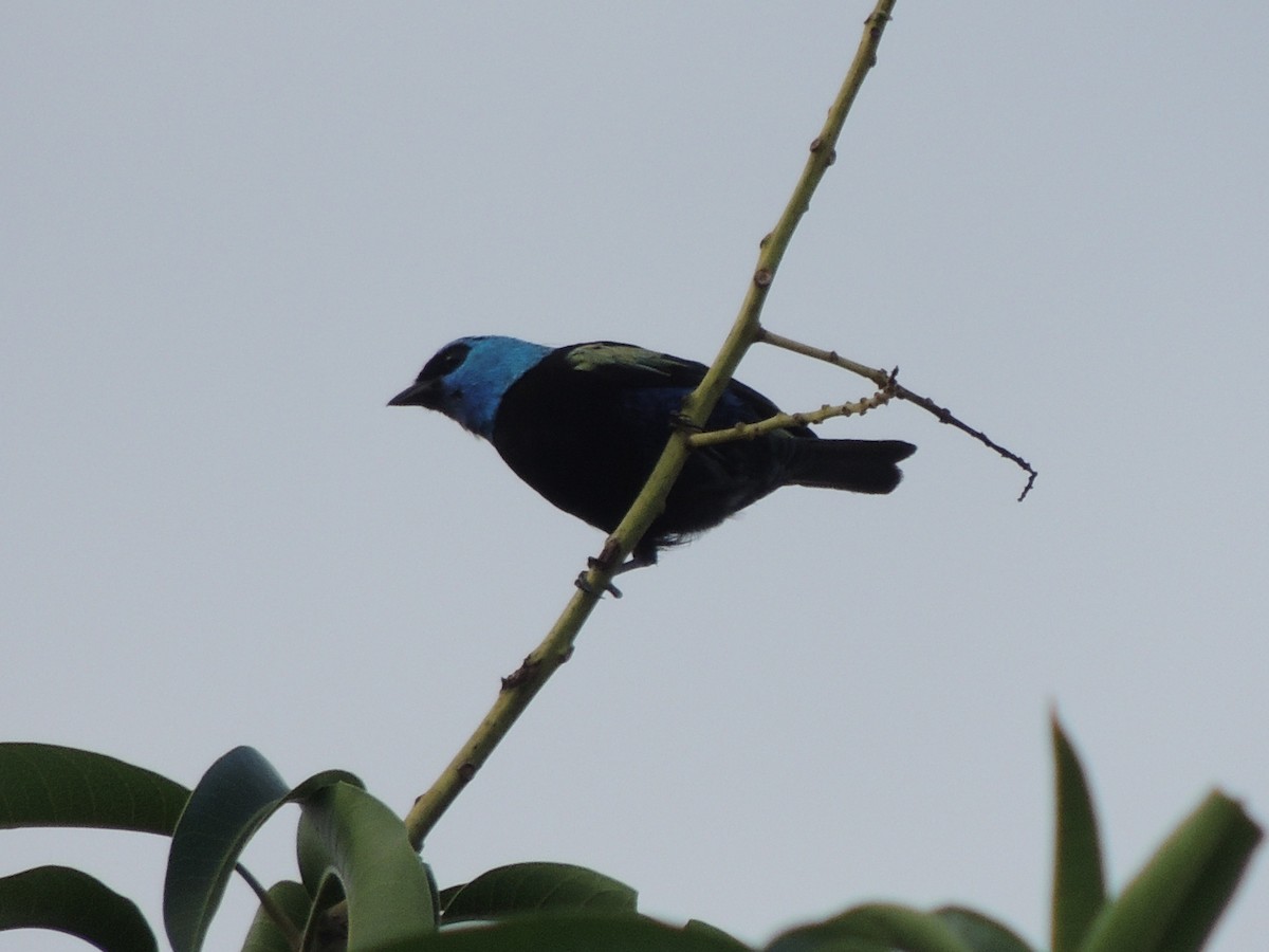 Blue-necked Tanager - ML620085314