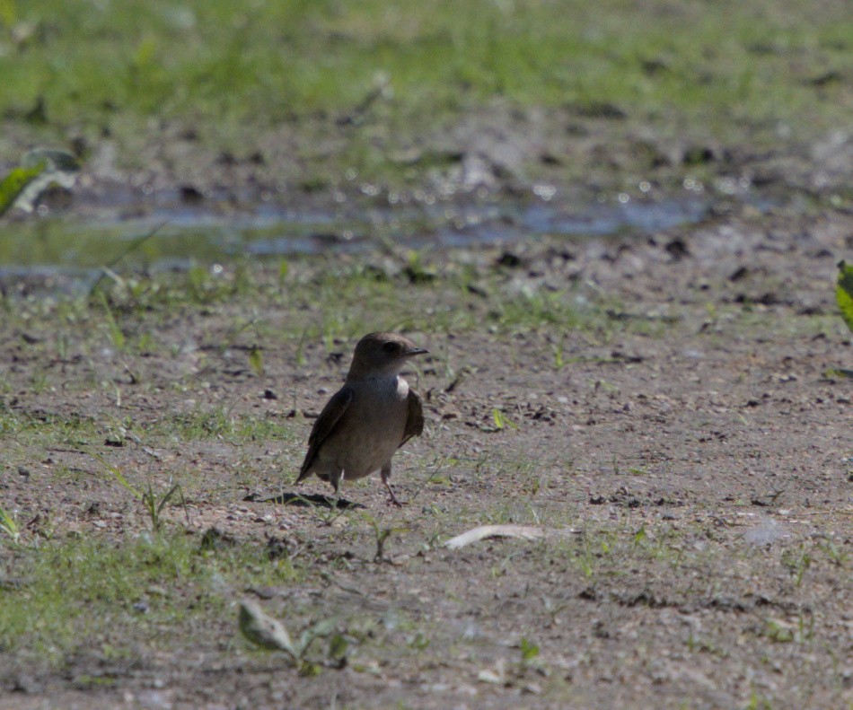 Northern Rough-winged Swallow - ML620085318