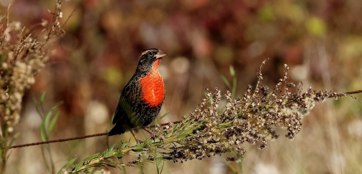 White-browed Meadowlark - ML620085326