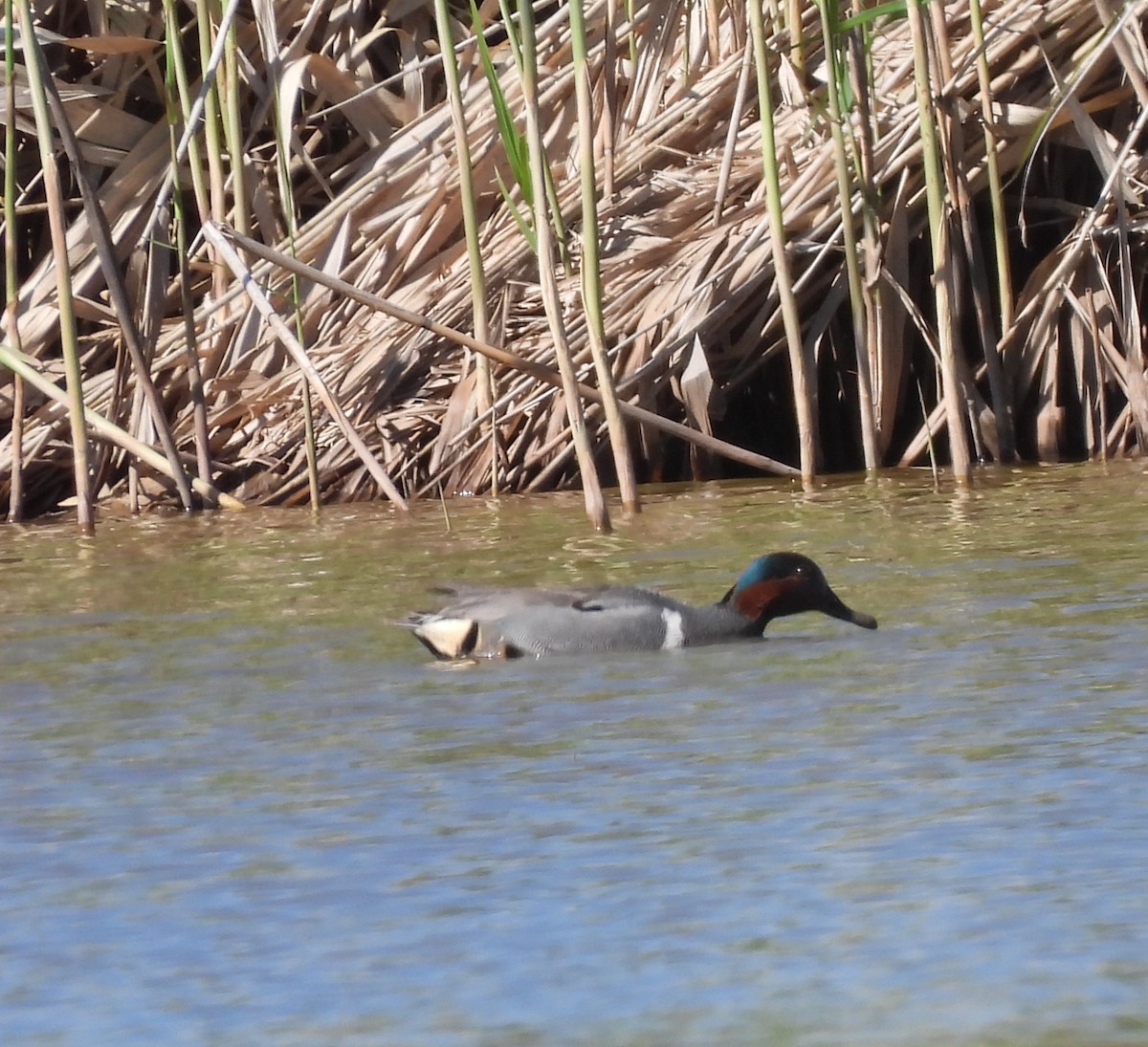 Green-winged Teal - ML620085337