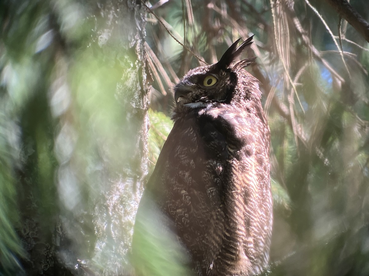Great Horned Owl - ML620085339
