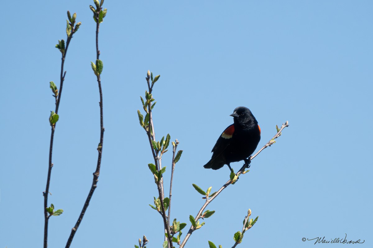 Red-winged Blackbird - ML620085341