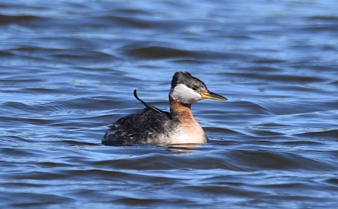 Red-necked Grebe - ML620085345