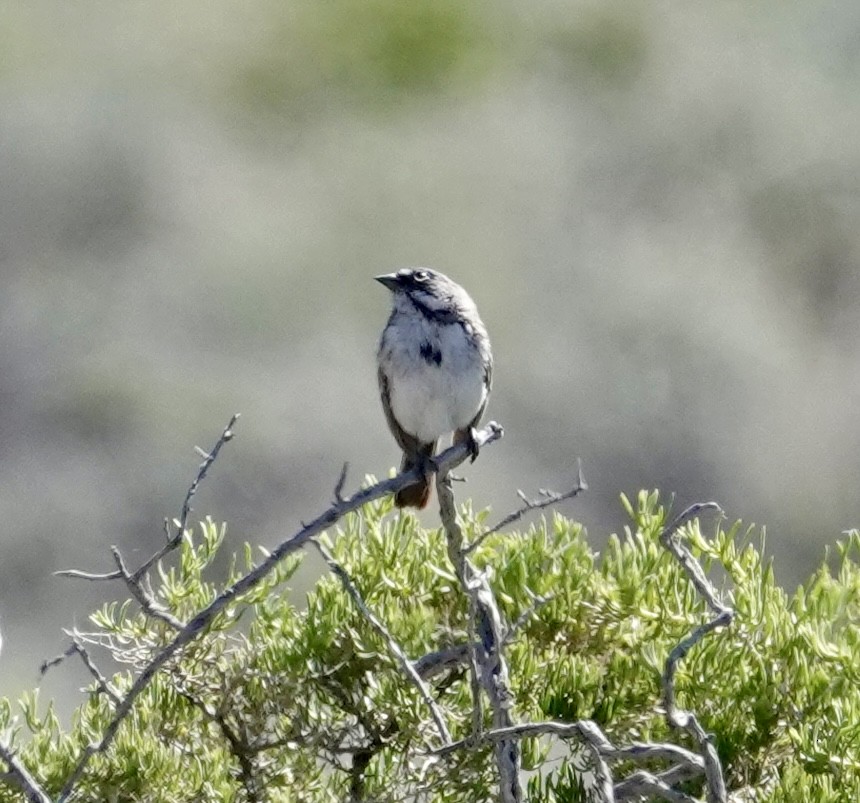 Sagebrush Sparrow - ML620085369