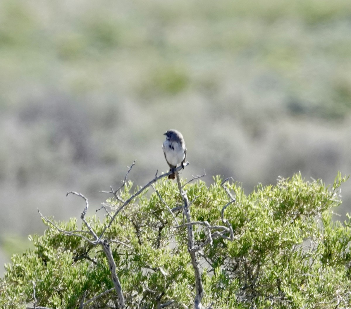 Sagebrush Sparrow - ML620085372