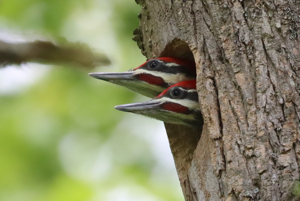 Pileated Woodpecker - David Burleson