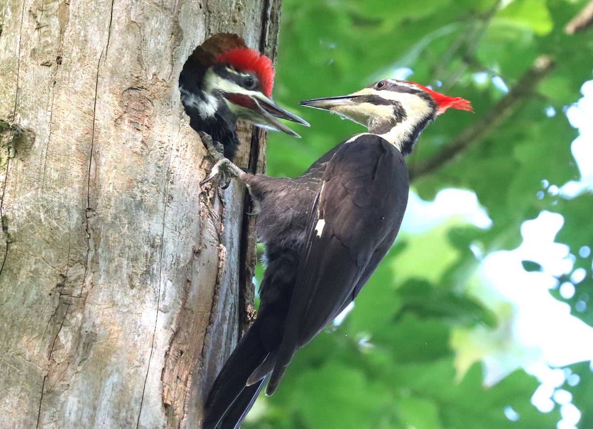 Pileated Woodpecker - ML620085391