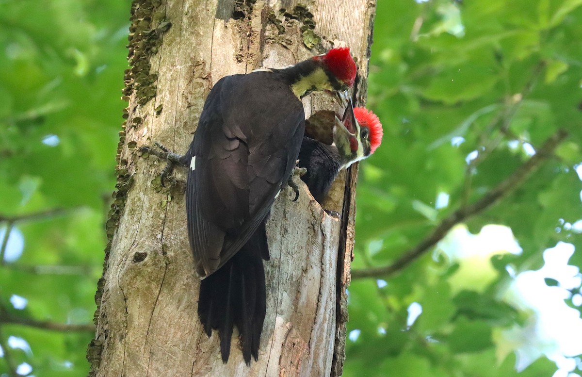 Pileated Woodpecker - ML620085392